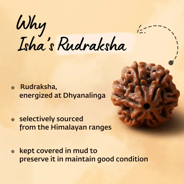 Shanmukhi Rudraksha Bead for Children (Six Faced) - Image 7