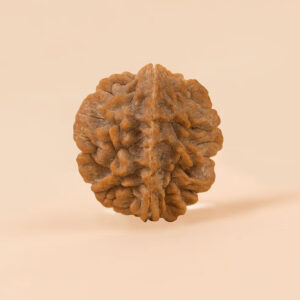 Dwimukhi Rudraksha Bead for Couples (Two Faced)