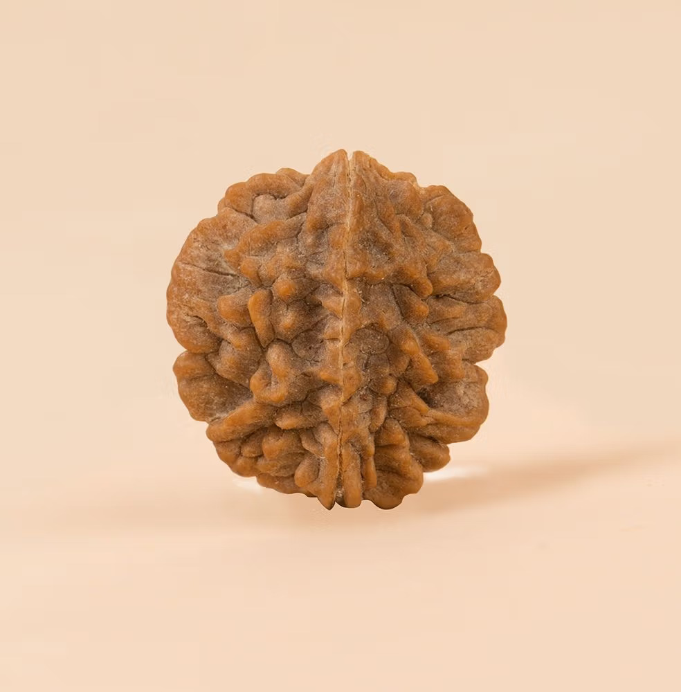 Dwimukhi Rudraksha Bead for Couples (Two Faced)