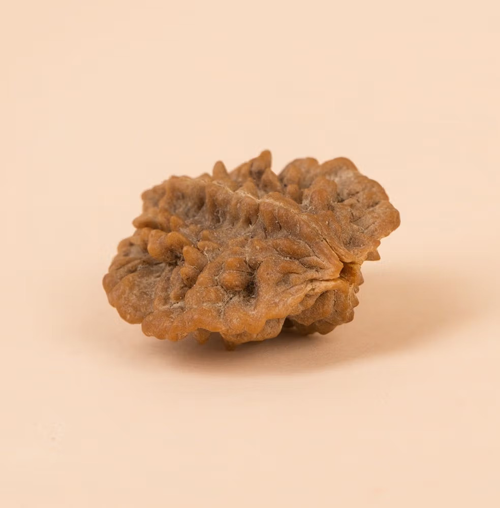 Dwimukhi Rudraksha Bead for Couples (Two Faced) - Image 3