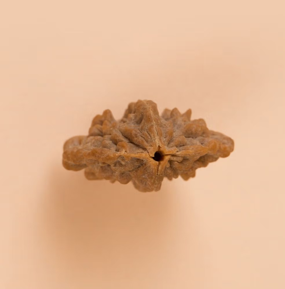 Dwimukhi Rudraksha Bead for Couples (Two Faced) - Image 2