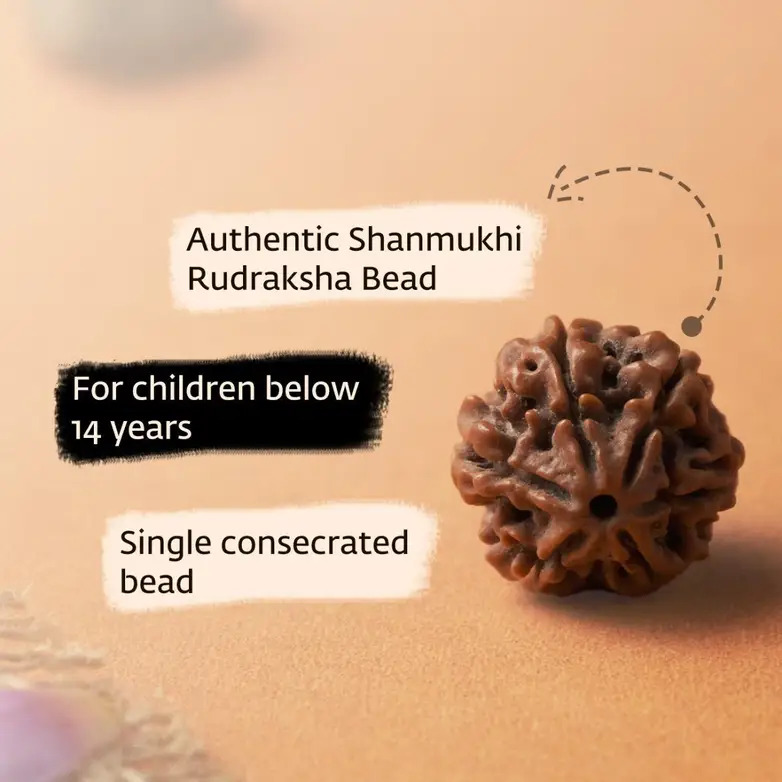 Shanmukhi Rudraksha Bead for Children (Six Faced) - Image 6