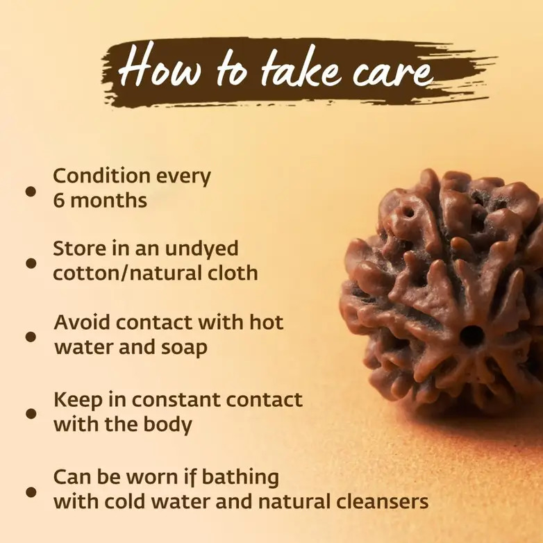 Shanmukhi Rudraksha Bead for Children (Six Faced) - Image 10