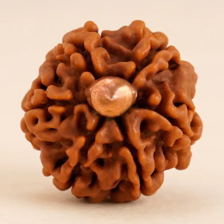 Shanmukhi Rudraksha Bead for Children (Six Faced) - Image 4