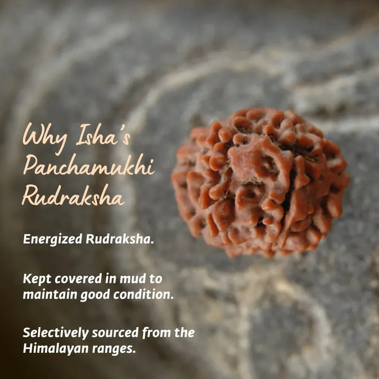 Adiyogi Rudraksha with long copper chain (Panchamukhi) - Image 9